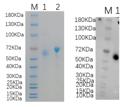 Reducing 4%-20% SDS-PAGE (CBB stained) and WB (Anti-His Mouse Monoclonal antibody) analysis profiles of purified CD327.
1. CD327: 1 μg
2. BSA: 1 μg